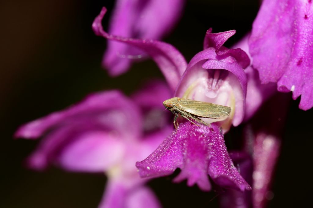 Orchis mascula subsp. speciosa - Bagno di Romagna (FC)